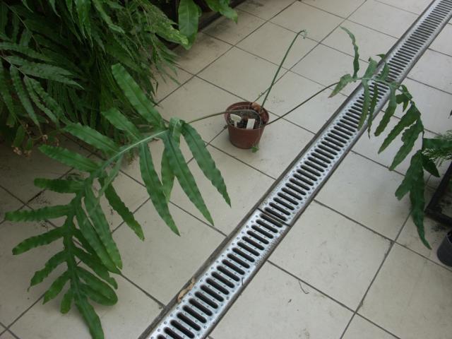 Polypodium virginianum